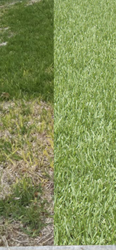 lawn repair and restoration, re-seed your lawn or install a new sod lawn in your existing lawn areas. grass seeding and tilling your lawn sod instaklation, landscape maintenance, moss lawn control.
